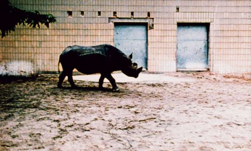 Nashörner, 1987, Karl Kels (Kadervergrößerung ÖFM)