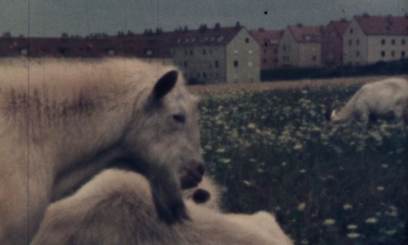 Am Rande der Großstadt, 1965