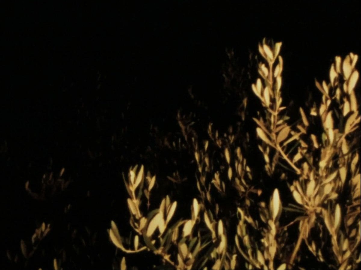 A Tama for Ektachrome, 2016, Viktoria Schmid