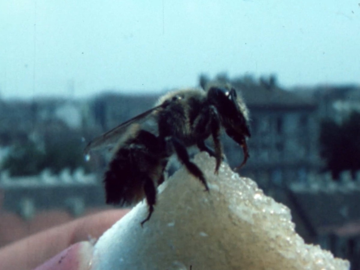 Blattschneiderbiene (1977, Renate Schweiger)