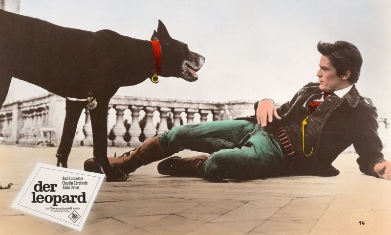 Postkarte Il gattopardo