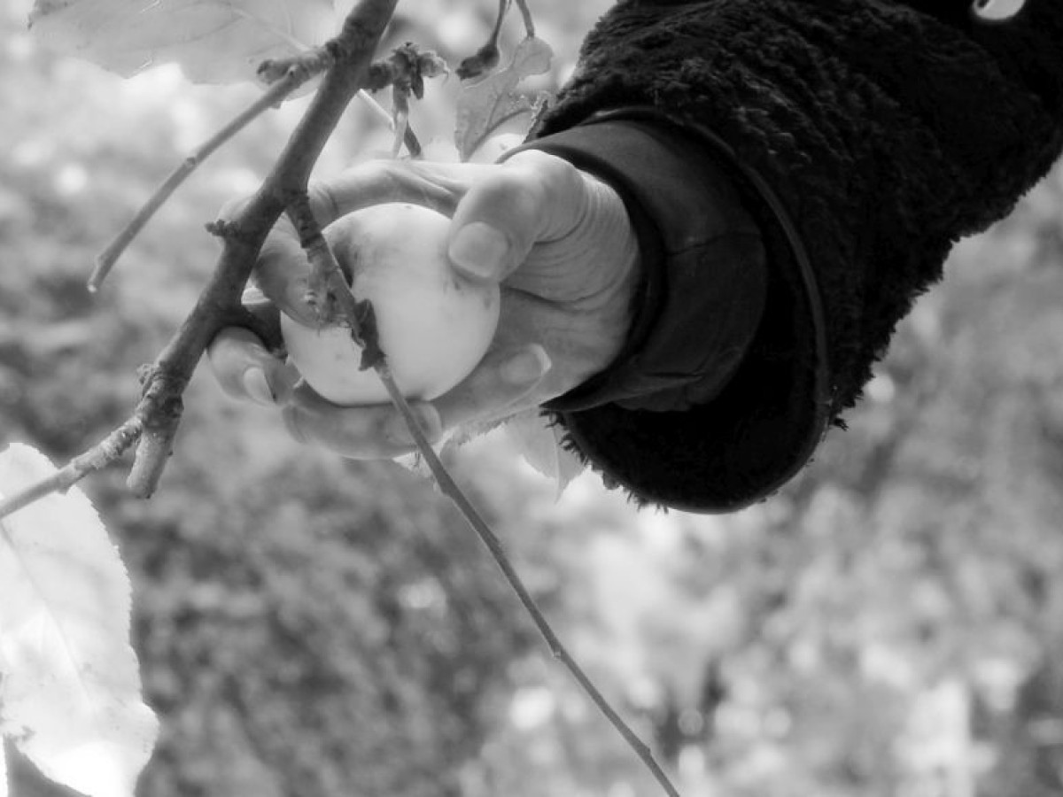 Garten, 2015–19, Peter Schreiner Garten, 2015–19, Peter Schreiner
