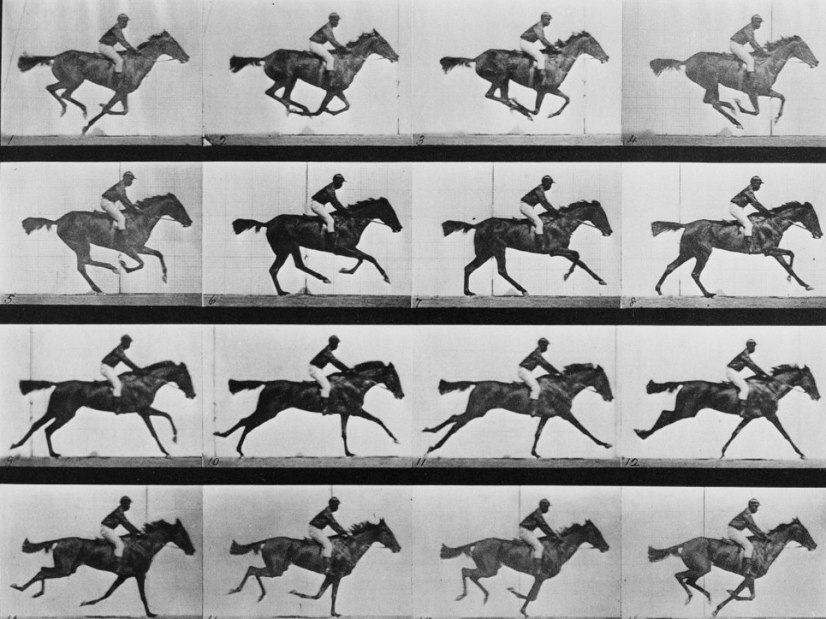 Animal locomotion – 16 frames of racehorse 