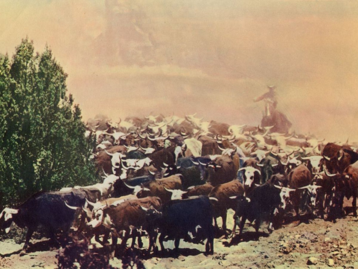 Cowboy, 1958, Delmer Daves