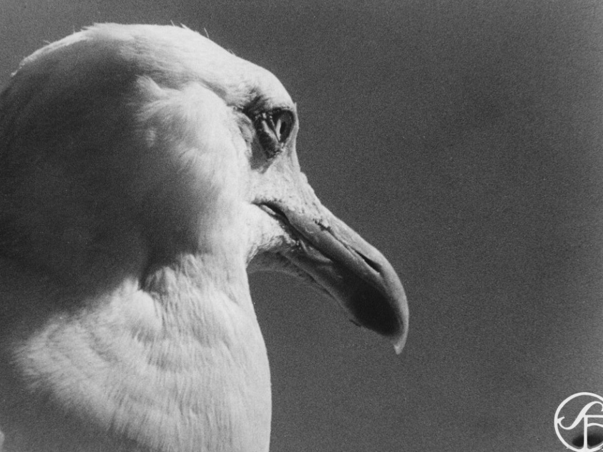 Trut! (Gull!), 1944, Arne Sucksdorff